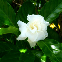 Mock Gardenia Tabernaemontana divaricata Flore Pleno