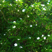 Mock Gardenia Tabernaemontana divaricata Flore Pleno