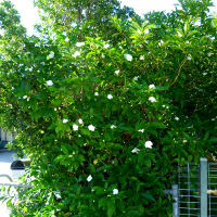 Mock Gardenia Tabernaemontana divaricata Flore Pleno