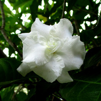 Mock Gardenia Tabernaemontana divaricata Flore Pleno