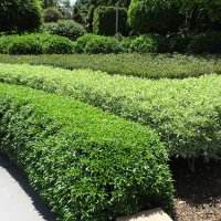 Two varieties of Tabernaemontana corymbosa