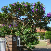 Tibouchina Alstonville