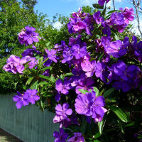 Tibouchina Alstonville