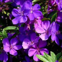 Tibouchina Alstonville