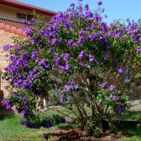 Tibouchina Alstonville