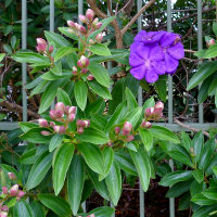 Tibouchina Alstonville