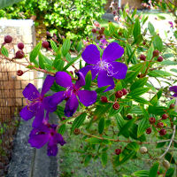 Tibouchina Carol Lyn