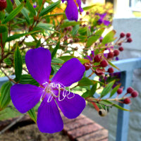 Tibouchina Carol Lyn