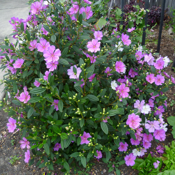 Tibouchina – Wikipédia, a enciclopédia livre