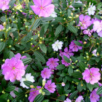 Tibouchina Chameleon