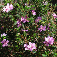 Tibouchina Chameleon