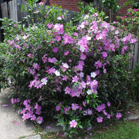 Tibouchina Chameleon