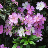 Tibouchina Chameleon