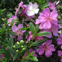 Tibouchina Chameleon