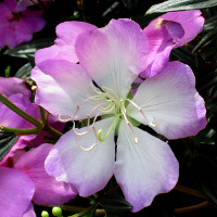 Tibouchina Chameleon