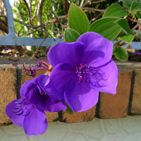 Tibouchina Grandiflora