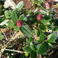 Tibouchina Grandiflora