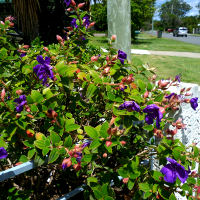 Tibouchina Grandiflora