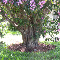 Tibouchina Kathleen