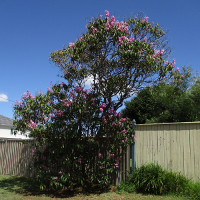 Tibouchina Kathleen