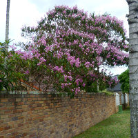 Tibouchina Kathleen