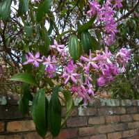 Tibouchina Kathleen