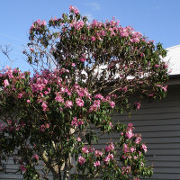 Tibouchina Kathleen