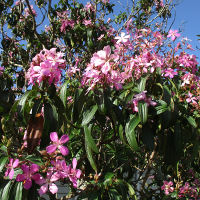 Tibouchina Kathleen