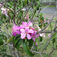 Tibouchina Kathleen