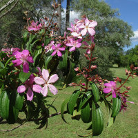 Tibouchina Kathleen