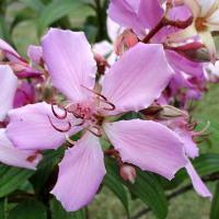 Tibouchina Kathleen