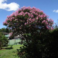 Tibouchina Kathleen