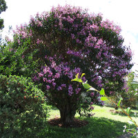 Tibouchina Kathleen