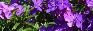 tibouchina