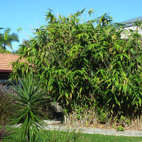 Tiger grass Thysanolaena latifolia syn T maxima