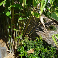 Tiger grass Thysanolaena latifolia syn T maxima