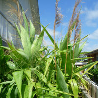 Tiger grass Thysanolaena latifolia syn T maxima