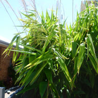 Tiger grass Thysanolaena latifolia syn T maxima