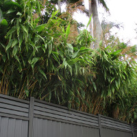 Tiger grass Thysanolaena latifolia syn T maxima