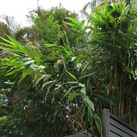 Tiger grass Thysanolaena latifolia syn T maxima
