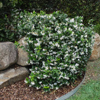 Trachelospermum jasminoides