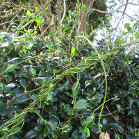 Trachelospermum jasminoides