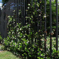 Trachelospermum jasminoides