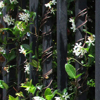 Trachelospermum jasminoides