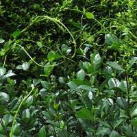 Trachelospermum jasminoides