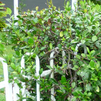 Trachelospermum_jasminoides