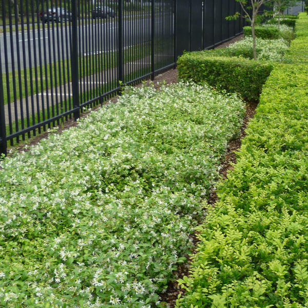 Trachelospermum Jasminoides Ground Cover