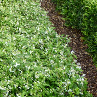 Trachelospermum_jasminoides