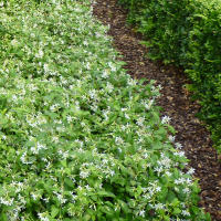 Trachelospermum_jasminoides