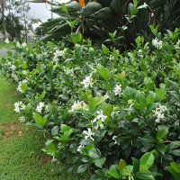 Trachelospermum jasminoides